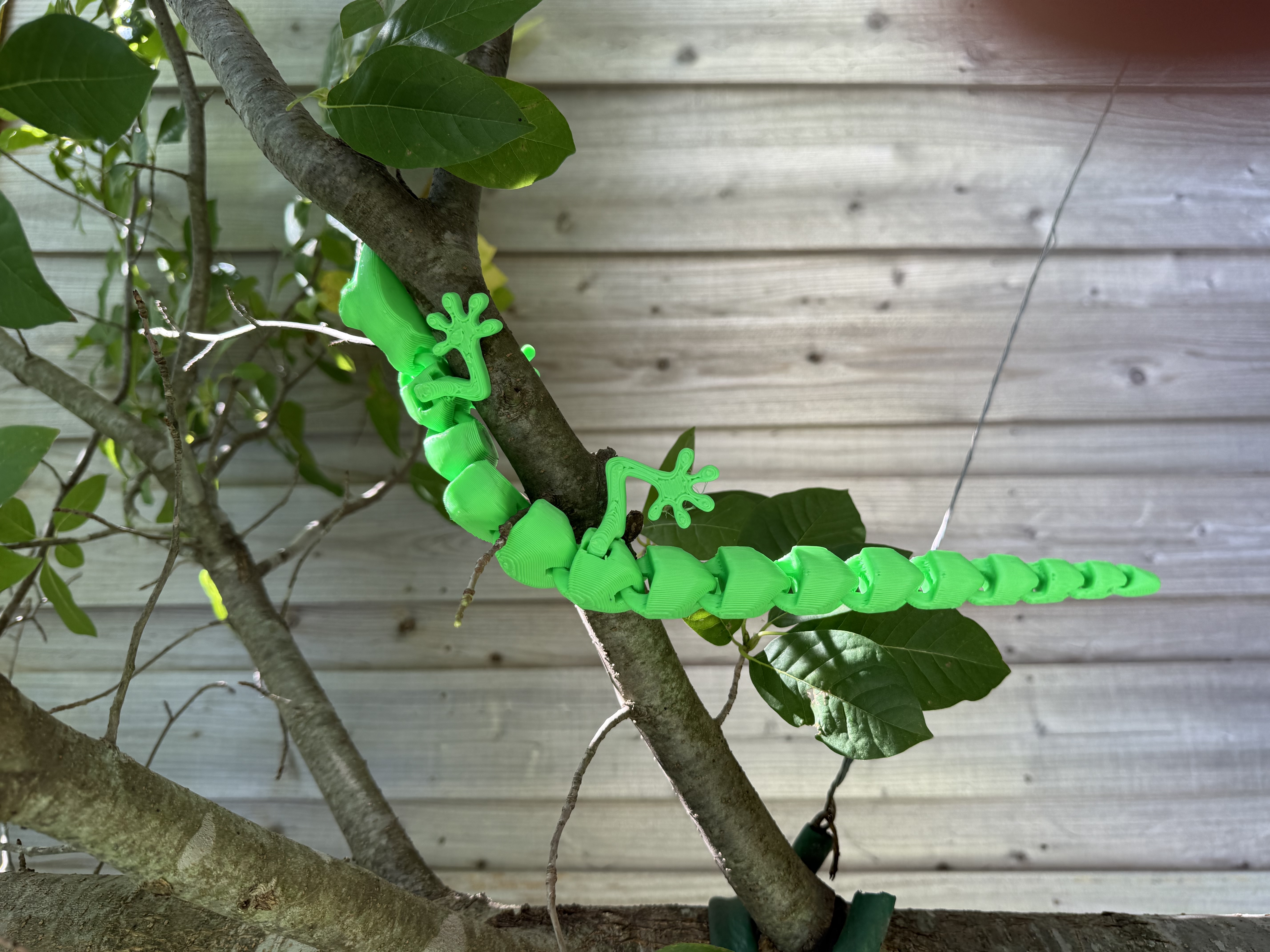 Giant Gecko